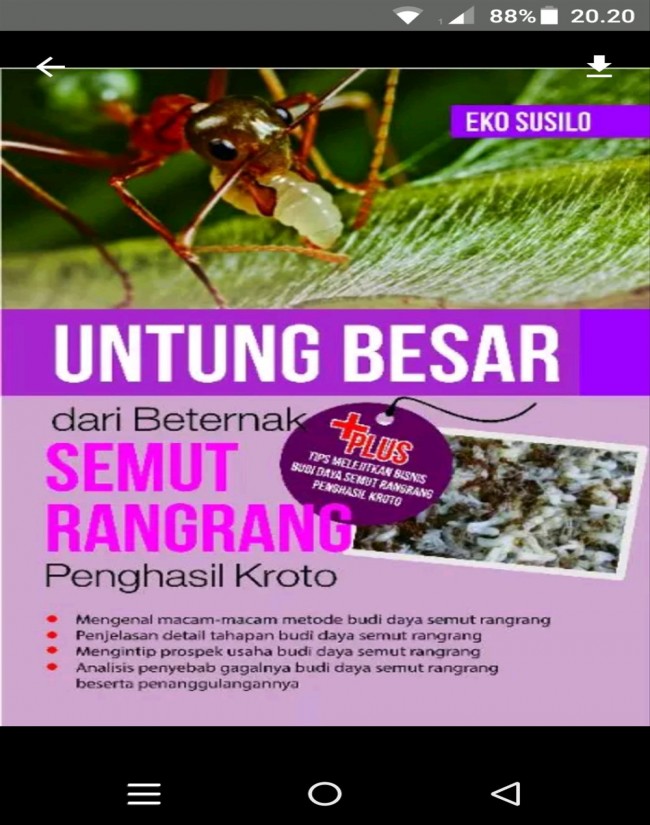 Untung Besar Dari Beternak Semut Rangrang Penghasil Kroto